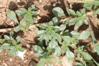 Amaranthus blitoides