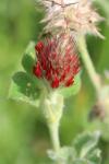 Trifolium incarnatum