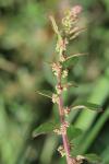 Lipandra polysperma