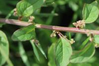 Lipandra polysperma