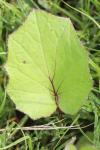 Tussilago farfara