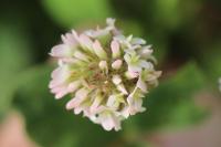 Trifolium fragiferum