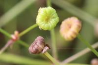 Alisma plantago-aquatica