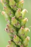 Plantago major