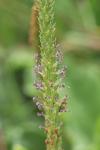Plantago major