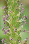 Plantago major