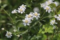 Achillea ptarmica