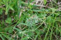 Gnaphalium uliginosum