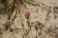 Centaurium erythraea