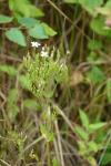 Centaurium erythraea