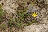 Hypericum humifusum