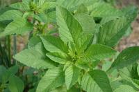 Amaranthus retroflexus