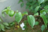 Cornus mas