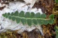 Asplenium ceterach