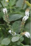 Heliotropium europaeum