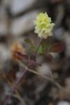 Trifolium campestre