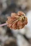 Trifolium campestre
