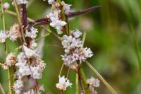 Cuscuta epithymum