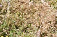 Cuscuta epithymum