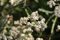 Achillea millefolium