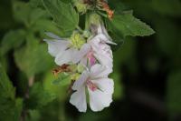 Althaea officinalis