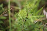 Carlina vulgaris