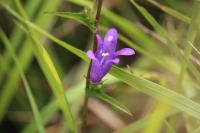 Campanula glomerata