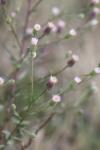 Erigeron acris