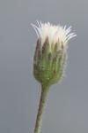 Erigeron acris