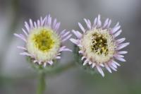 Erigeron acris