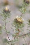 Carlina vulgaris