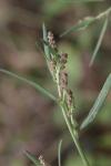 Atriplex patula