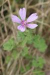 Malva sylvestris