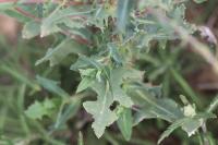 Lactuca serriola
