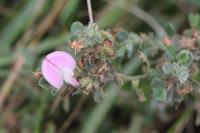 Ononis spinosa