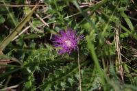 Cirsium acaulon