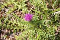 Cirsium acaulon