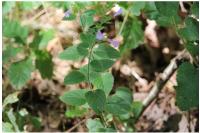 Clinopodium nepeta