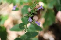 Clinopodium nepeta