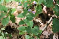 Clinopodium nepeta