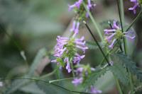Betonica officinalis