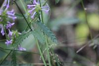 Betonica officinalis