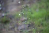 Alisma plantago-aquatica
