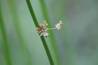 Juncus effusus