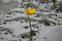 Utricularia