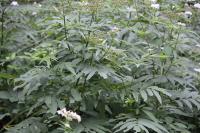 Sambucus ebulus