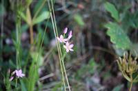 Centaurium erythraea