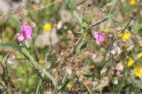 Lathyrus latifolius