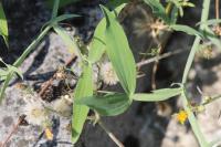 Lathyrus latifolius