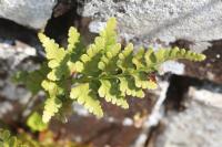 Asplenium adiantum-nigrum